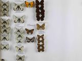 many different types of butterflies displayed on the wall