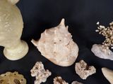 a lot of shells that are on a black table