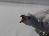 a bird that is sitting on a table with its mouth open