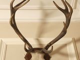 a deer ' s head mounted on the wall of a house