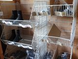 un porte-chaussures en métal sur lequel sont posées plusieurs paires de chaussures