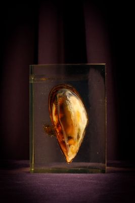 a glass box with a piece of food inside of it