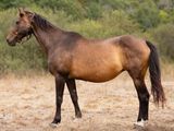 un cheval brun dans un champ, avec des arbres en arrière-plan