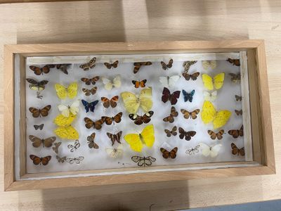 a shadow of a person standing in front of a display of butterflies