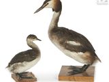 pair of birds sitting on wooden blocks on a white surface