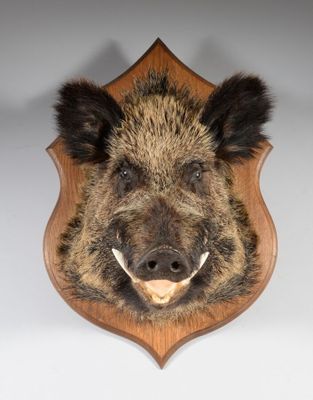 une image représentant une tête de sanglier fixée sur une plaque en bois