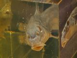 two fish inside of a clear box on a purple surface