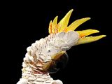 a white bird with yellow feathers sitting on a branch