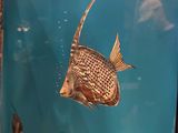 a fish that is swimming in a tank in the water