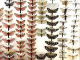 many different types of moths on display in a glass case