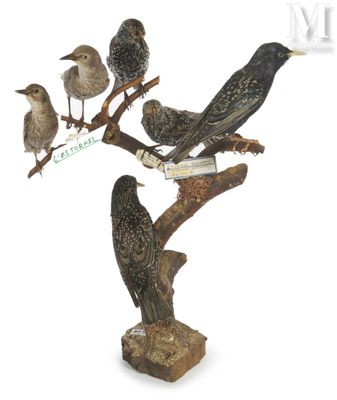beaucoup d'oiseaux perchés sur une branche d'arbre