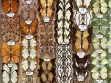 many different types of butterflies displayed in a display