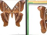 two framed butterflies are displayed in a display case on a table