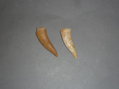 deux morceaux de dent qui se trouvent sur la table