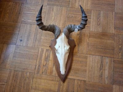 une tête de cerf accrochée au mur, posée par terre