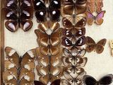 a lot of butterflies that are in a wooden box
