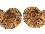 two fossilized ammonets on a white background