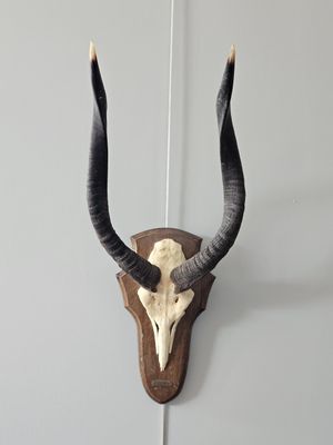 an antelope head mounted on a wall with long horns
