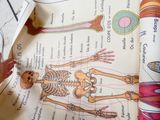 a picture of a book with a picture of a human skeleton