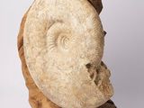 an image of a sculpture of a shell on a piece of wood
