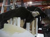 two stuffed animals hanging from the ceiling of a building