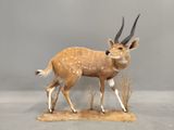 animaux empaillés représentant une tête d'antilope aux longues cornes, posés sur un morceau de bois