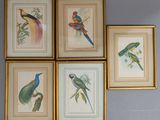 Quatre tableaux représentant des oiseaux colorés sont accrochés au mur d'une pièce.