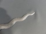 a metal object that looks like a snake on a table