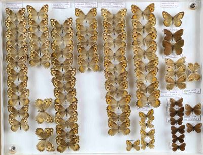de nombreux types de papillons différents présentés dans une vitrine