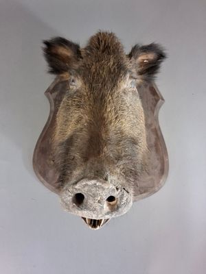 une tête d'animal empaillée accrochée au mur