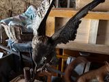 a statue of an eagle and a fox on a table