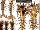 many different types of shrimp in a display case