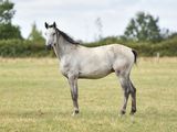 a horse that is standing in the grass in the field