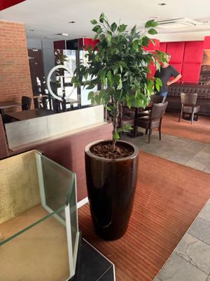 a potted plant in the middle of a room