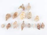 de nombreux coquillages posés sur une surface blanche