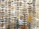 a large display of moths and other insects on display in a museum