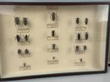 a picture of a display of insects in a glass case