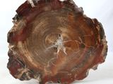 une image représentant un morceau de bois avec une souche d'arbre en arrière-plan