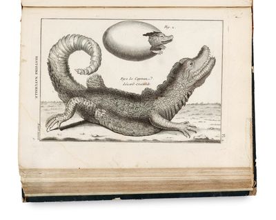 un vieux livre sur lequel figure le dessin d'un lézard et d'un poisson