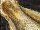 an image of a close up of a painting of a bone