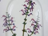 a plate with a painting of a plant on it