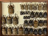 a lot of beetles that are on display in a wooden frame