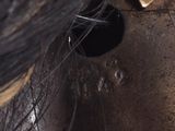 a close up of a horse ' s head with a hole in it ' s ear