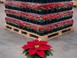 un poinsettia rouge dans un pot noir, posé sur une palette dans un entrepôt