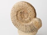 an image of a stone sculpture of a snail on a white surface