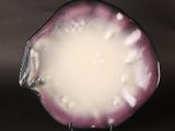 a close up of a purple and white plate on a black surface
