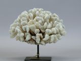 a white coral on a black stand on a white background