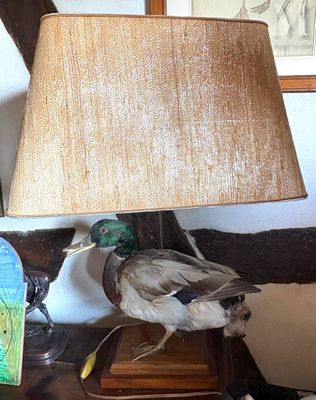 Canard colvert naturalisé Monté en lampe