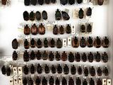 a lot of bugs that are on display in a glass case