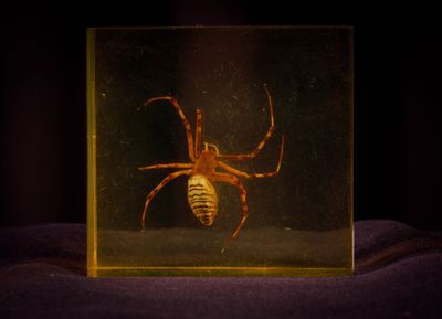 a spider that is sitting inside of a glass box
